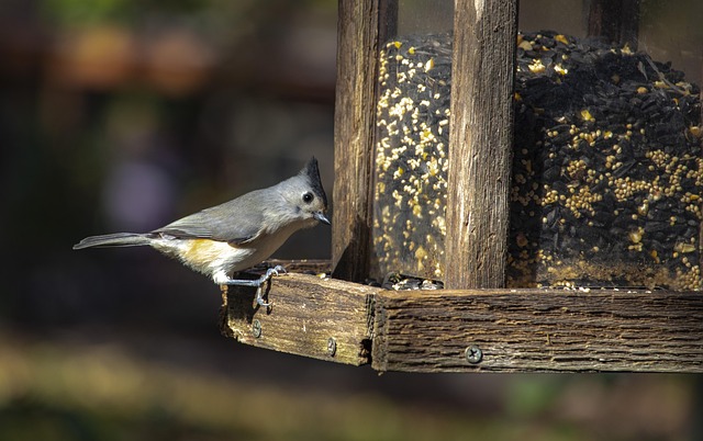 Whole peanuts in mesh bird feeder