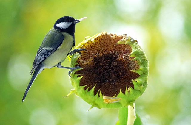 wide-selection-of-bird-feed-products-640x480-95099565.jpeg