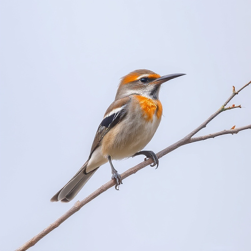 Wild Bird