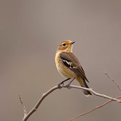 Wild Bird