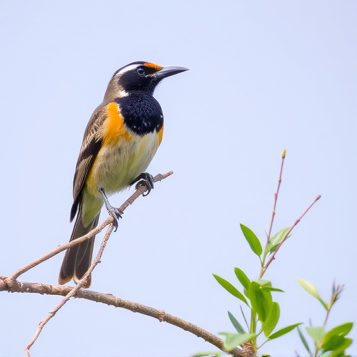 Wild Bird