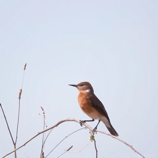 Wild Bird