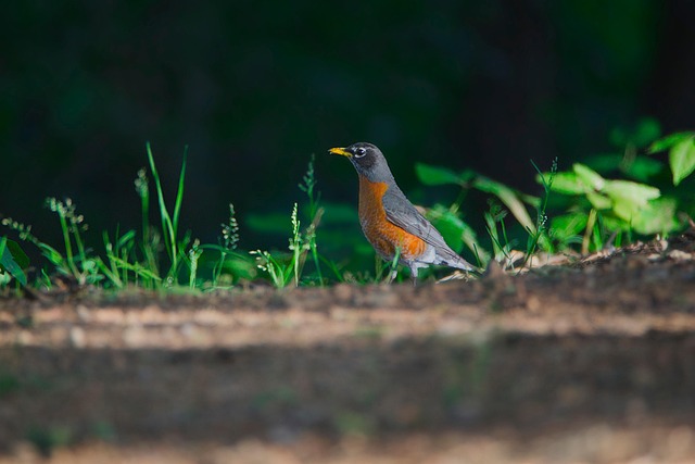 Nutritious Choices: Comparing Top Robin-Friendly Bird Food Mixes