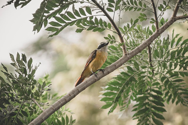 wooden-bird-box-on-tree-branch-640x480-50597895.jpeg