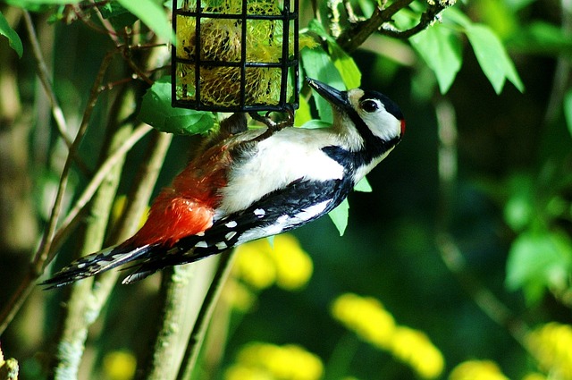 Woodpecker feeding on suet block