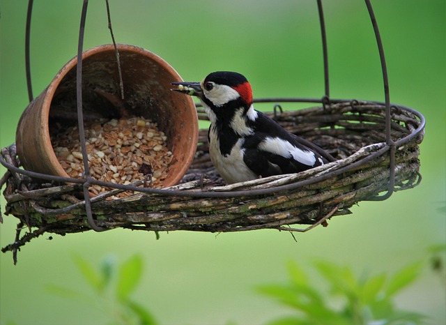 Woodpecker feeding on suet block