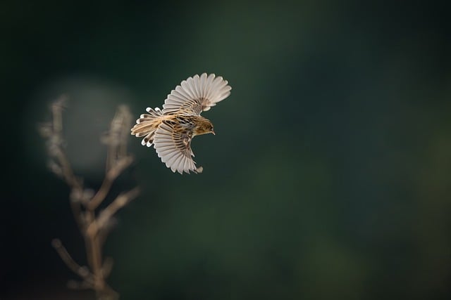 Worn-down nest on tree branch