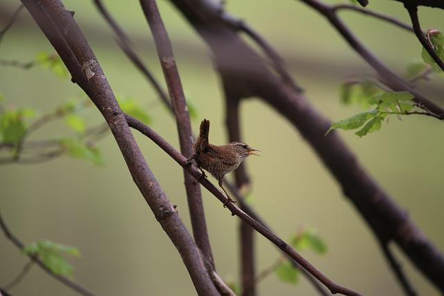 wren-flitting-through-dense-hedgerow-640x480-57453403.jpeg