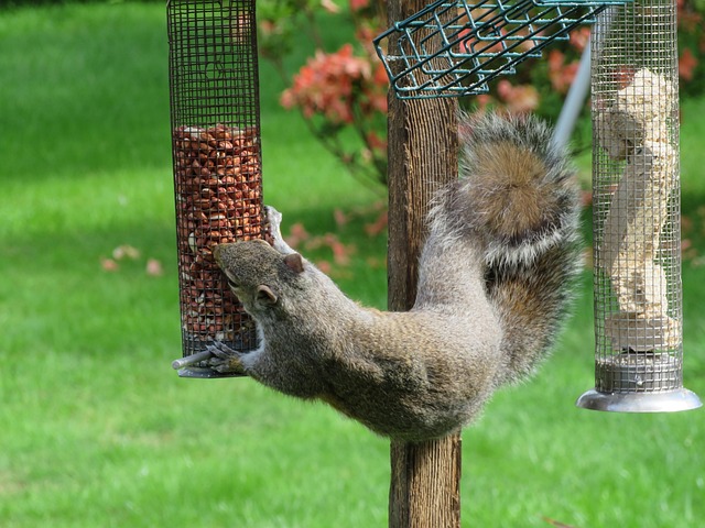 Birds eating mealworms on plate