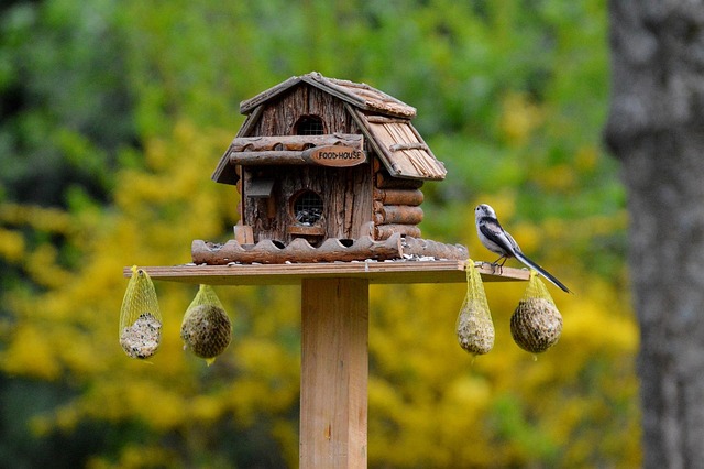 Birds feeding inside squirrel-proof cage