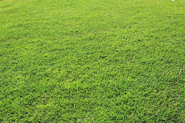Blackbird standing on lush green lawn