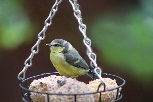 Blue tit feeding on hanging peanut feeder
