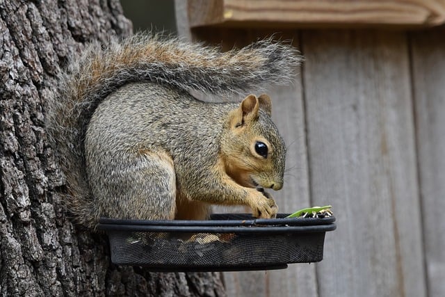 Caged feeder protecting seed from squirrel