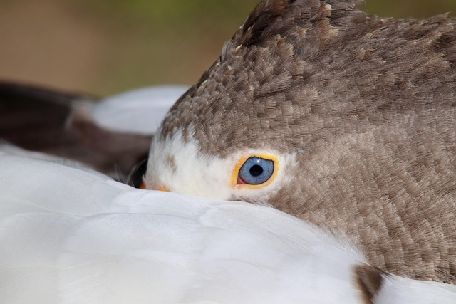 Close-up of sunflower bird seed