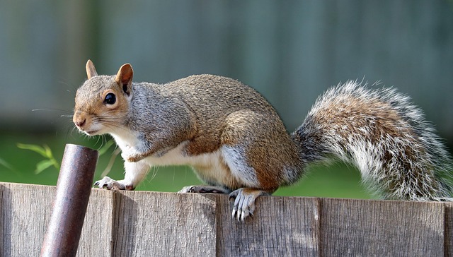 Dome-covered feeder deterring grey squirrel