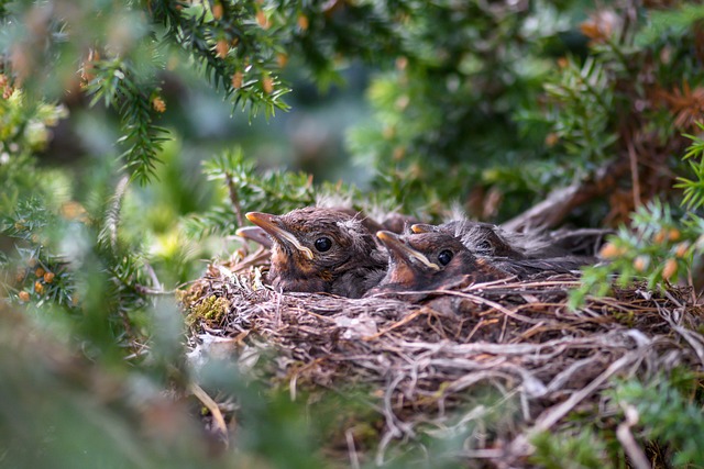 Fallen twigs from disused bird nest