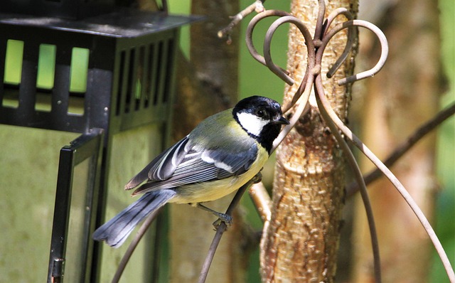 Hand feeding small wild bird UK
