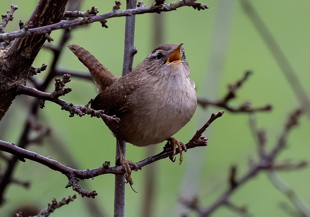 Mesh feeder with wrens and mealworms