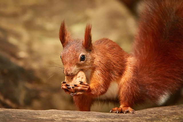 Prevent Squirrel Raids: Tips to Secure Your Bird Feeders