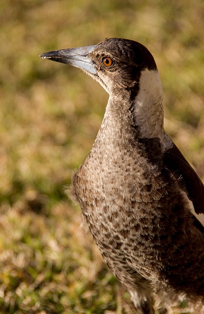 Spot British Birds: Top Locations & Seasonal Guides in Great Britain