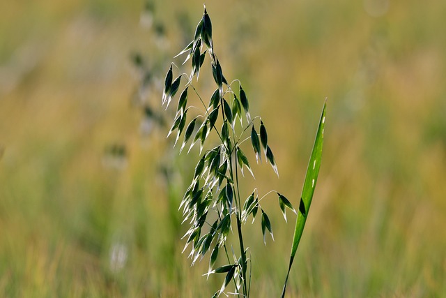 Affordable Bird Seed Mixes for UK Gardens in London