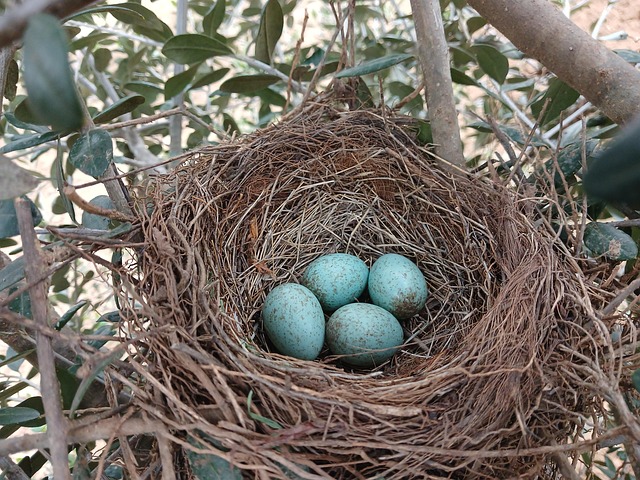 Nourish Garden Birds: UK's Favourite Nutritious Treats