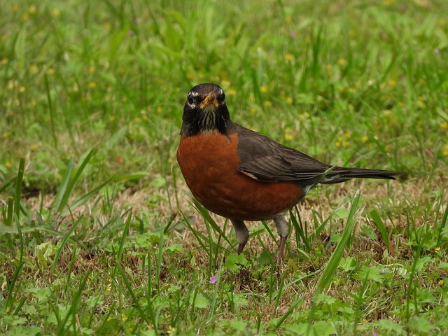 Elevate Your Feed: Ground Bird Tray Guide for Easy Access