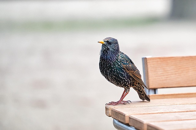Discover Common Garden Birds in Your UK Backyard