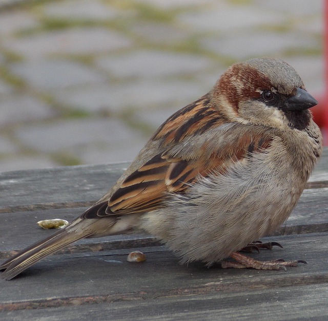 Feeding Common Garden Birds: Balanced Diet Secrets