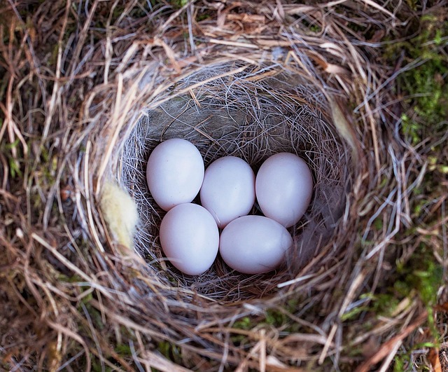 When Birds Pause: Decoding Nesting Slowdown Signals