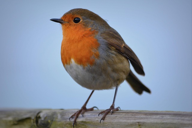 Robin eating from suet pellet feeder