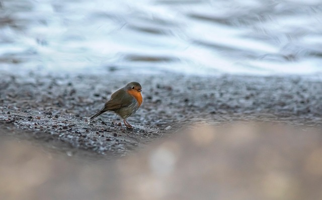 Robin feeding on mealworms in dish