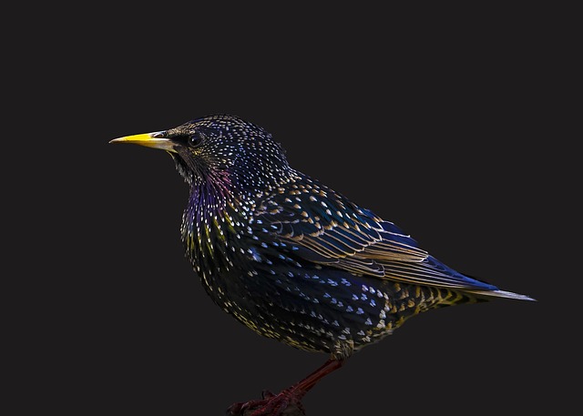 Starling displaying iridescent feathers