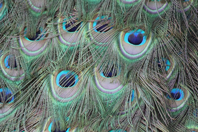 Starling displaying iridescent feathers