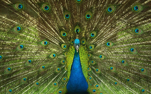 Starling displaying iridescent feathers