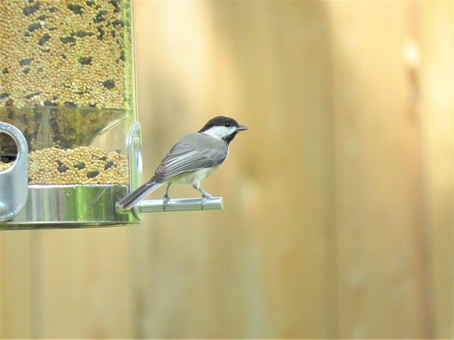 Tiny birds enjoying fresh seed mixture