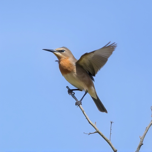 Wild Bird