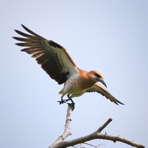 Wild Bird