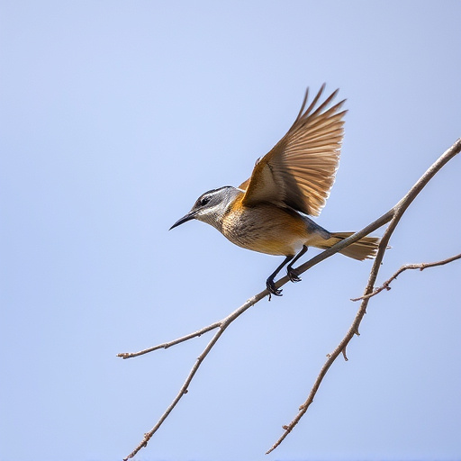 Wild Bird
