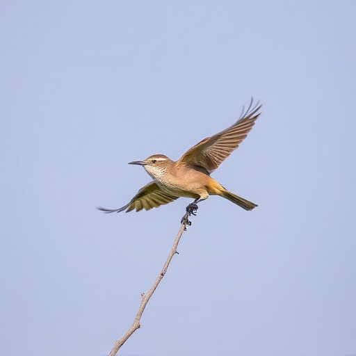 Wild Bird