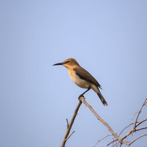 wild-bird-640x480-47522622.jpeg