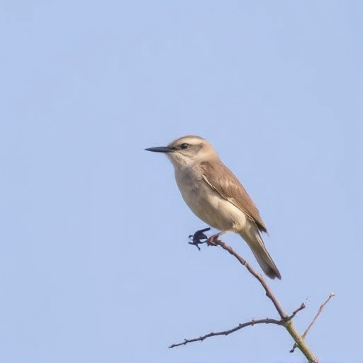 Wild Bird