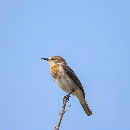 Wild Bird