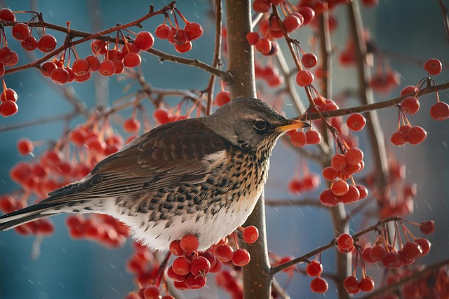 Wild birds pecking at chopped fruit