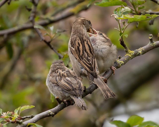Young fledgling bird being hand-fed