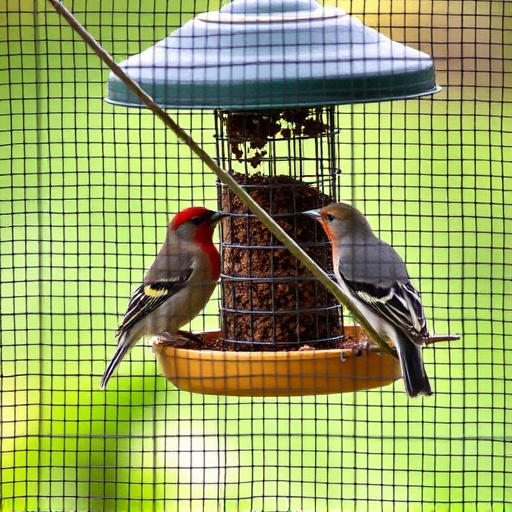 Birds feeding inside squirrel-proof cage