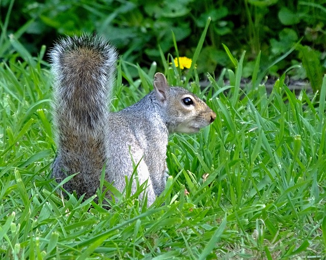 Dome-covered feeder deterring grey squirrel