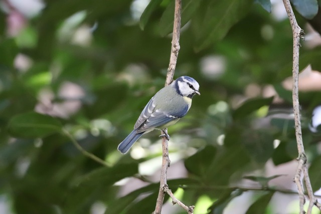 Garden birds enjoying suet pellets