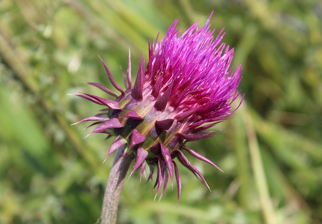 Goldfinch flock among thistle plants