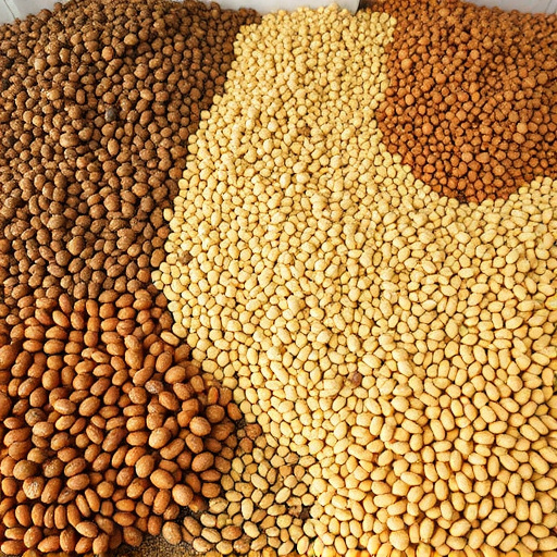 Discover UK's Diverse Bird Seed Types: A Comprehensive Guide